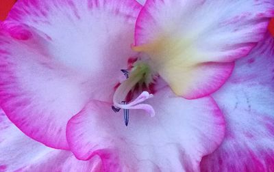 Close-up of pink flower blooming outdoors