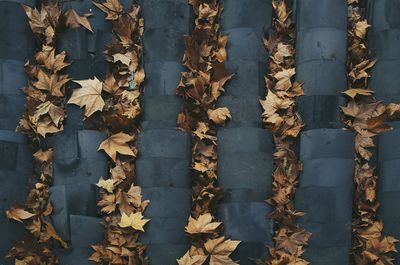 Full frame shot of autumn leaves