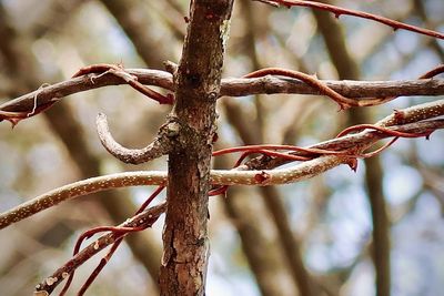 Close-up of dried plant on branch