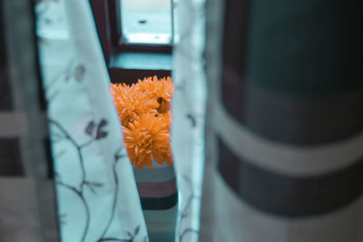 High angle view of flowering plants seen through curtain by window at home