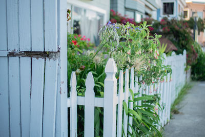 Potted plants by fence