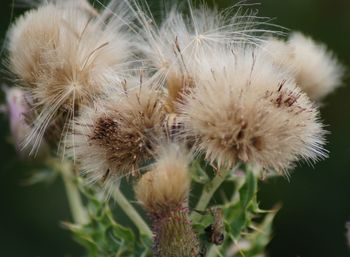 Close-up of white dandelion flower
