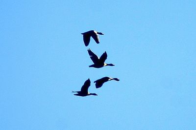 Low angle view of birds flying against clear blue sky