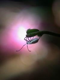 Close-up of grasshopper