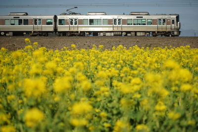 Scenic view of oilseed rape field