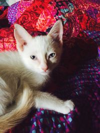 Close-up portrait of cat relaxing on bed at home