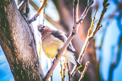 Low angle view of bird perching on tree