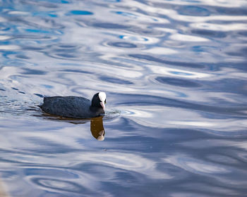 Duck swimming in lake