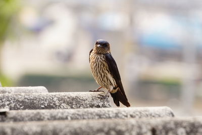 Front view of bird perching on roof tile