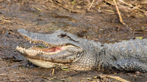 Close-up of crocodile on field