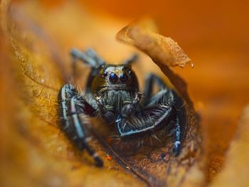 Close-up of spider