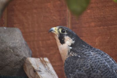 Close-up of a bird against wall