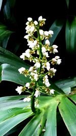 Close-up of white flowers blooming on tree