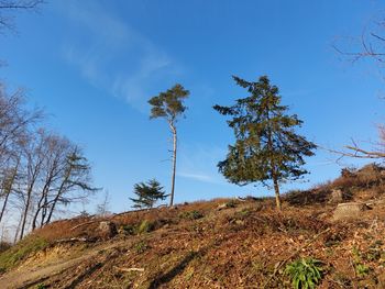 Low angle view of trees on mountain against blue sky