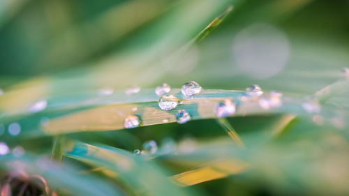 Close-up of raindrops on grass