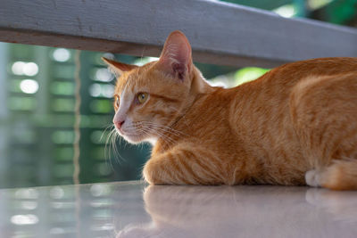 Close-up of a cat looking away