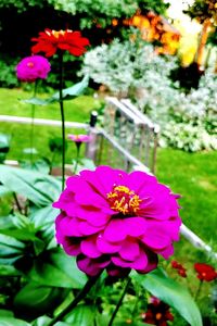 Close-up of pink flower