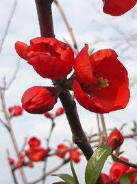 Close-up of red cherry blossom against sky