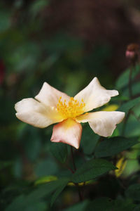 Close-up of flower blooming outdoors