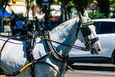 Horse cart on street