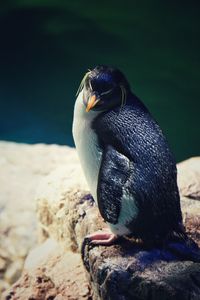 Close-up of penguin perching on rock