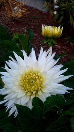 Close-up of yellow flowers blooming outdoors