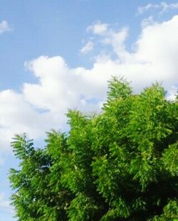 Low angle view of tree against sky