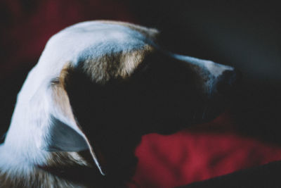 Close-up of dog