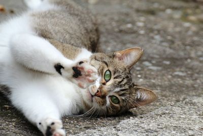 Close-up portrait of cat lying down