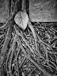 Close-up of tree trunk