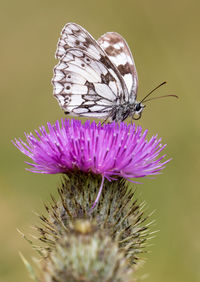 Close-up of butterfly on thistle