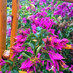 Close-up of pink flowers blooming outdoors