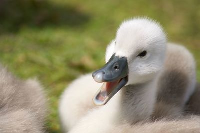 Close-up of swan