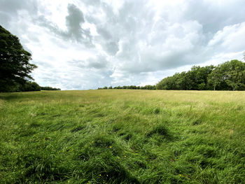 Large uncut meadow, with old trees, and a cloudy sky in, bradford, yorkshire, uk