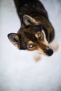 Close-up of dog looking away