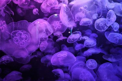 Jellyfish in aquarium 