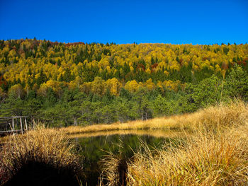 Scenic view of landscape against clear sky