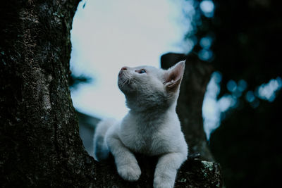 A domestic cat is staring at a tree