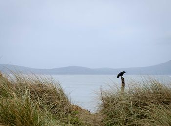 Crow perching on wooden post at lakeshore against clear sky