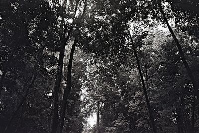 Low angle view of trees in forest against sky