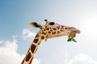 Low angle view of giraffe against sky