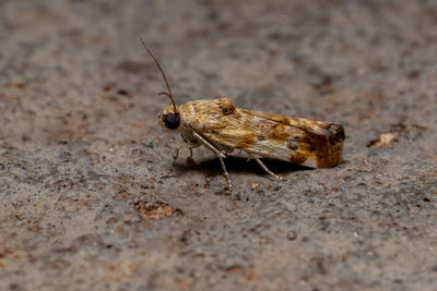 Close-up of insect on land