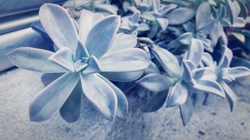 Close-up of white flowers