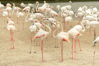 View of birds in water