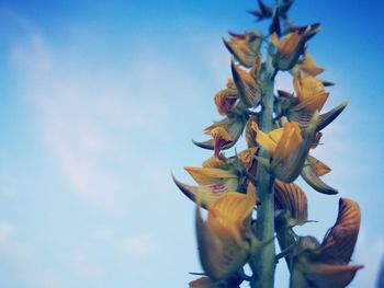 Low angle view of flowering plant against sky