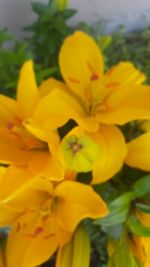 Close-up of honey bee on yellow flower