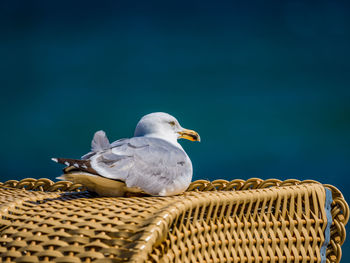 Seagull perching on wicker