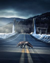 Digital composite image of a horse on road