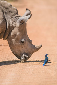 Bird perching by rhinoceros on land