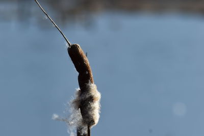 Close-up of twig against blue sky